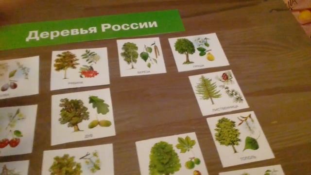 Окружающий мир с малышом. Деревья России. Логопед-дефектолог смотреть онлайн
