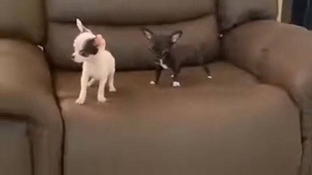 мини чихуахуа смотреть онлайн