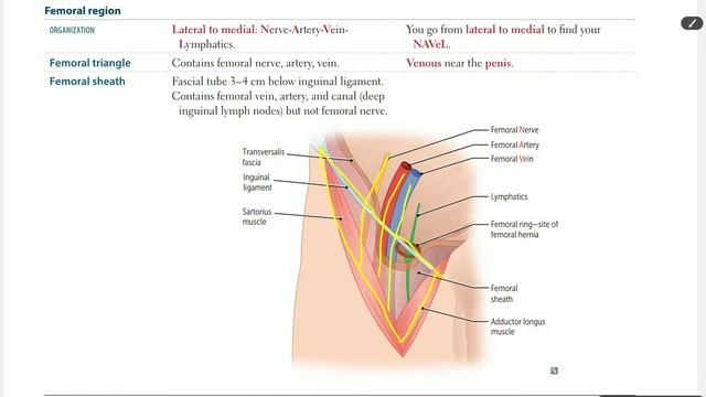 Up To Date - GIT anatomy (part 9) [femoral triangle] смотреть онлайн