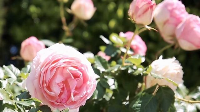 Имиджевое видео на Вилле Ротшильда - Image video at the Rothschild Villa смотреть онлайн