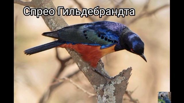 Блестящие скворцы (виды) смотреть онлайн