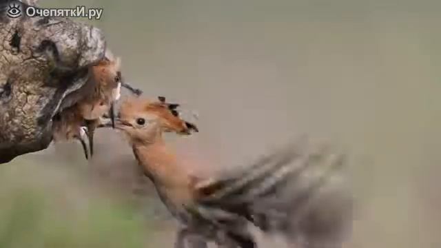 Ешьте, птенцы дрозда! смотреть онлайн