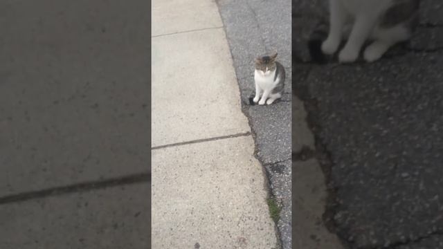 Kevin the cat blocks traffic смотреть онлайн