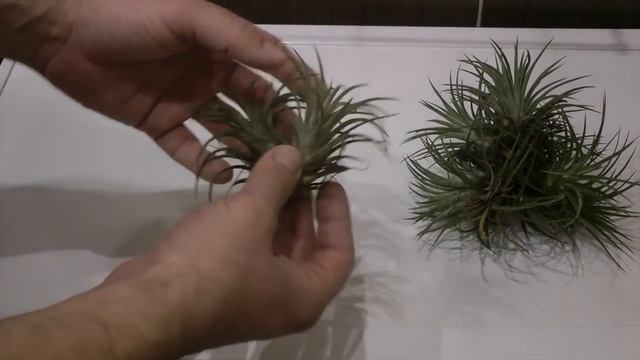 Тилландсия. Уход и размножение.