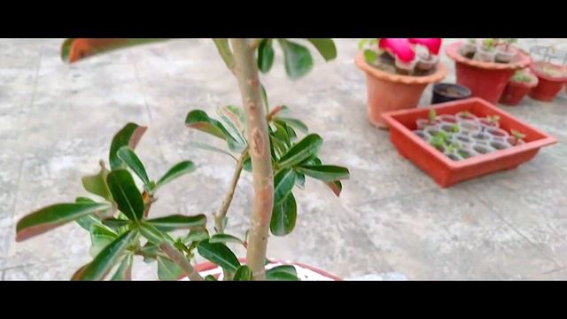 Adenium: The Desert Roses Care Tips & Tricks! | Quick Gardening | Green Oxygen смотреть онлайн