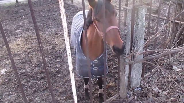 Конь в пальто. 1января. Киев #Horse in a #coat. January 1. #Kiev #Конь #пальто #Киев смотреть онлайн