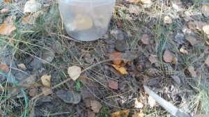 мой поход в лес за грибами