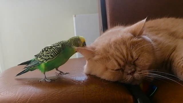 Попугай любит сидеть рядом когда кот спит смотреть онлайн