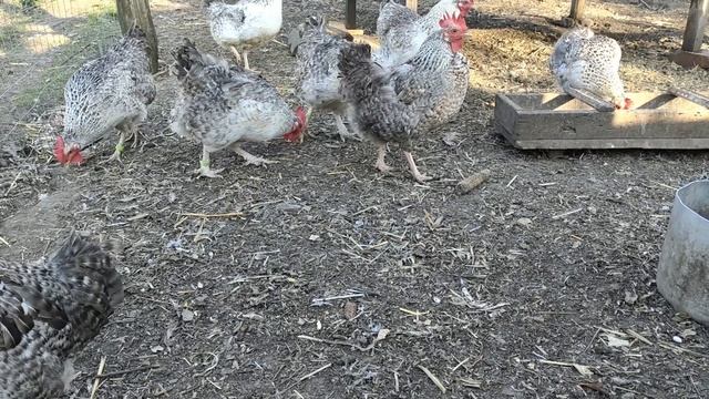 Самая продуктивная яичная порода кур Борковская Барвистая Сельская жизнь смотреть онлайн