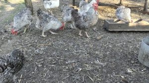 Самая продуктивная яичная порода кур Борковская Барвистая Сельская жизнь