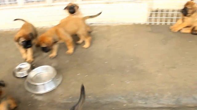Bullmastiff Puppies at 6 weeks смотреть онлайн