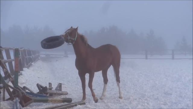 Кони, такие кони смотреть онлайн