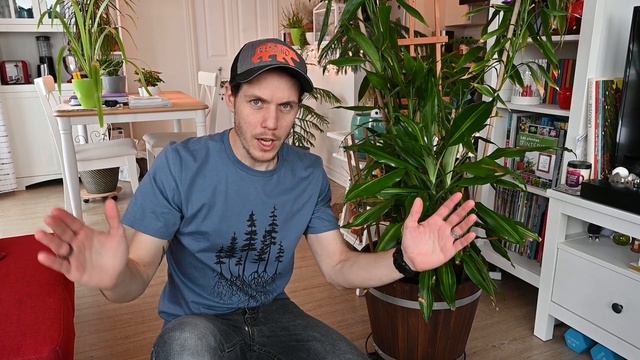 Plante dépolluante : Dracaena fragrans 'Cintho' смотреть онлайн