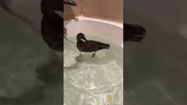 Уточка в ванной. смотреть онлайн