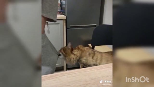 Кот и орех 😁 смотреть онлайн