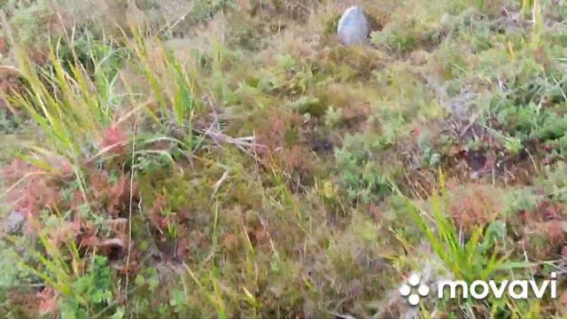 53 день сбора ягод. Брусника смотреть онлайн