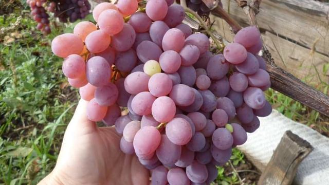 Светлый или темный виноград полезней и кому нужно есть эту ягоду смотреть онлайн