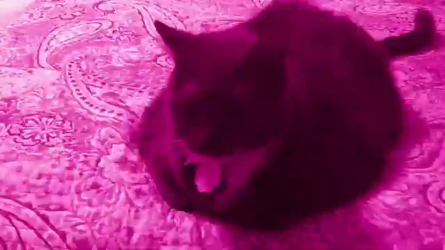 Ev'rybody Wants to Be a Cat смотреть онлайн