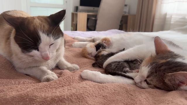 Dad Cat Meets His Baby Kittens for the First Time! смотреть онлайн