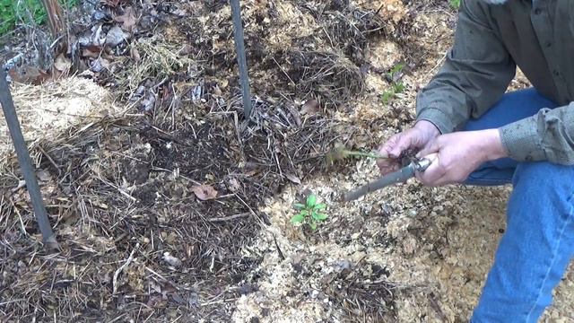 Why You Should Pinch Off Flowers Before You Plant Your Starts In The Deep Mulch Garden 5-4-2023