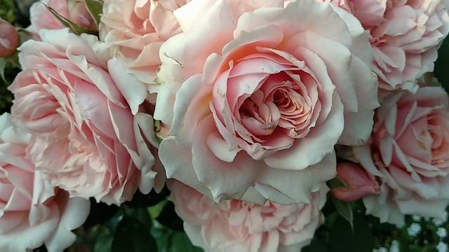 Новые розы в моем саду #5 роза Крем Карамель, роза Поль, Бокюз, роза Айсфогель. смотреть онлайн