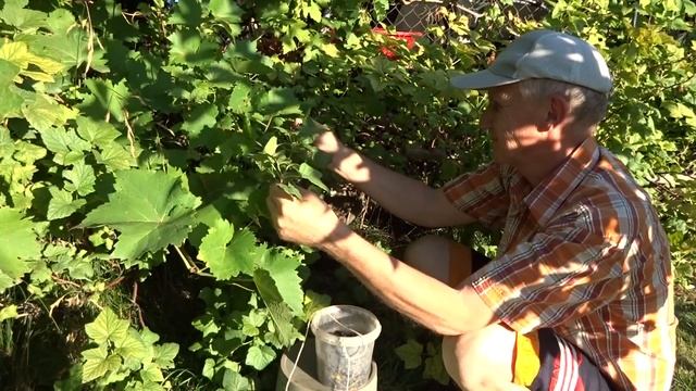 Собираю понемногу черную смородину и уже кизил созревает, на подходе и его надо собирать - июль 202 смотреть онлайн