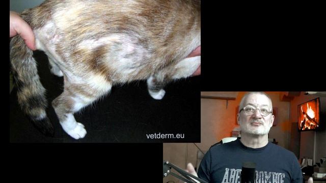 У кошки падает шерсть. 3 основных причины.. смотреть онлайн