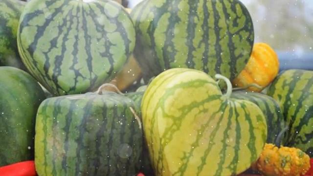 Как Выращивать Как Выращивать Квадратные Арбузы смотреть онлайн