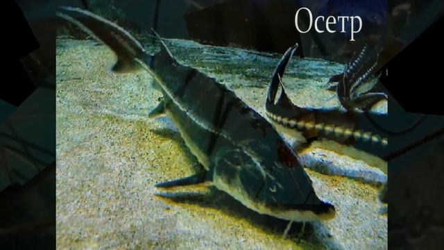 онлайн - час "Славное море - священный Байкал смотреть онлайн