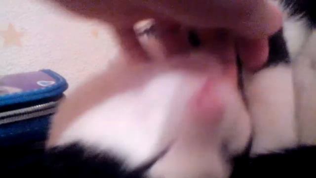 Кот на столе!? смотреть онлайн