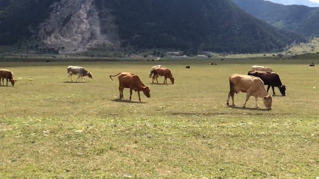 2020.08 Домбай, Карачаево-Черкессия смотреть онлайн