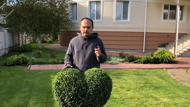 Уход за самшитом смотреть онлайн