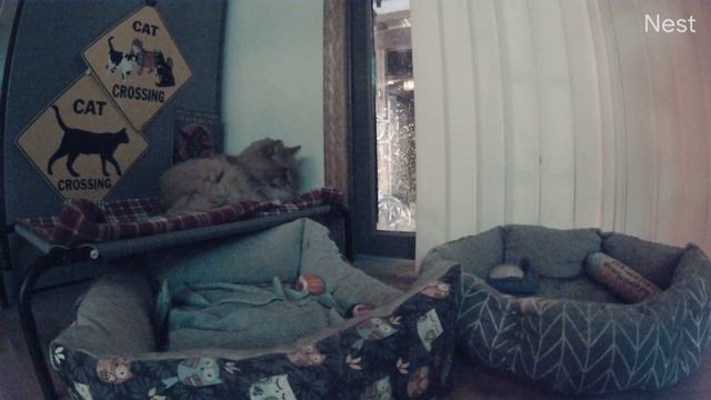 Feral cat Leo wakes up but then goes back to sleep as usual! (OFL 2291) смотреть онлайн