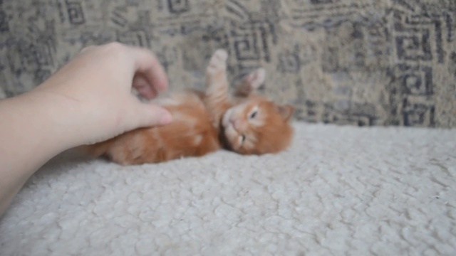 Котенок мейн кун.