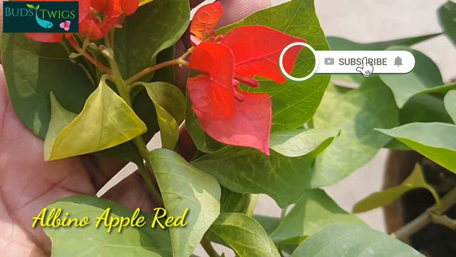 Bougainvellia Albino Apple Red. смотреть онлайн