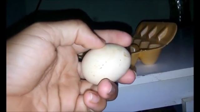Melhor forma de guardar os ovos para chocar - Mundo Caipira | Mundo Caipira смотреть онлайн
