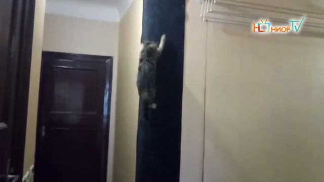 НАШИ ПИТОМЦЫ. Сюжет Германа о любимом котике. смотреть онлайн