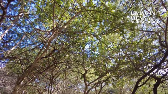 The FUTURE OF HUMANITY | Regenerative Reforestation | Carbon Zero | Green Energy |Asili Ngamani 202 смотреть онлайн