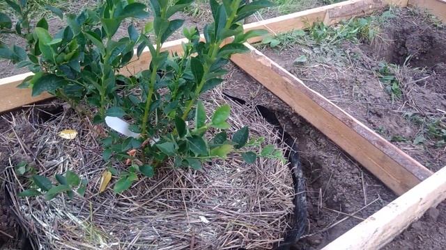 ГОЛУБИКА. Уход за садовой голубикой осенью смотреть онлайн