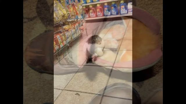 Самые невероятные позы сна животных! смотреть онлайн