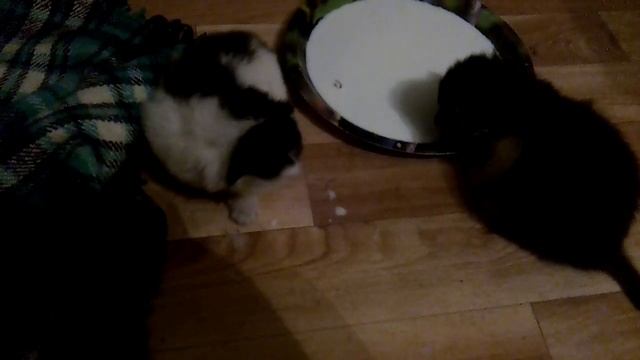 У меня котятки смотреть онлайн