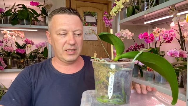 ЛИСТЬЯ ОРХИДЕИ и корни орхидей РАСТУТ от бюджетной подкормки спрея для орхидей после РАЗДЕЛЕНИЯ смотреть онлайн