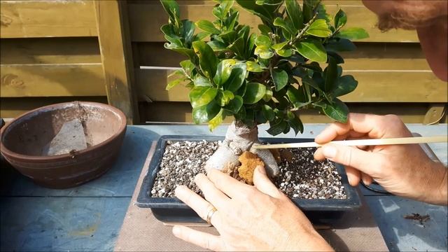 Ficus bonsai ginseng I and II: repot and trim смотреть онлайн