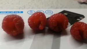 Малина сорт Венге первое впечатление от ягод. ????