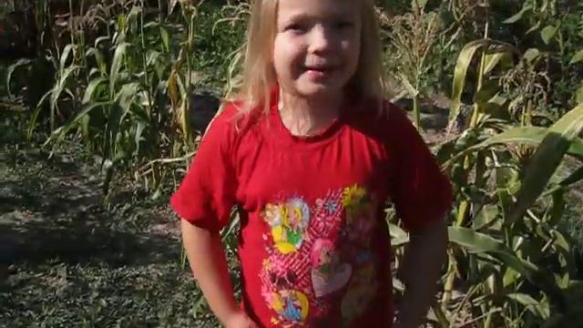 Как выросла Павловния за один сезон в 2017г в Крыму смотреть онлайн