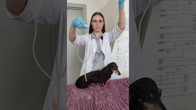 Как сделать капельницу животному #shots #каксделатьуколживотному #каксделатьуколсобаке смотреть онлайн