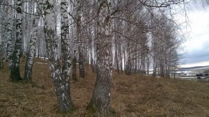 Берёзовые почки: сбор, применение, сушка, хранение в описании.