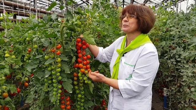 Суперурожайный суперсладкий черри-томат Терек F1. смотреть онлайн