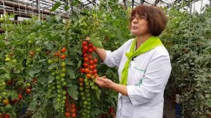 Суперурожайный суперсладкий черри-томат Терек F1.