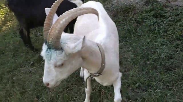 Нюансы обезроживания резинками. Итог. Медикаменты. смотреть онлайн